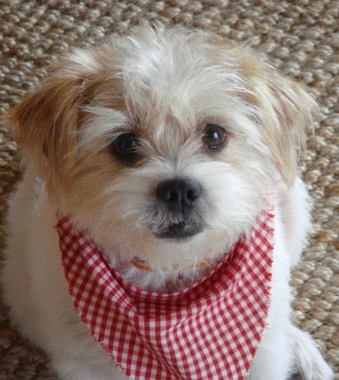 The Dog Who Brought Me Back